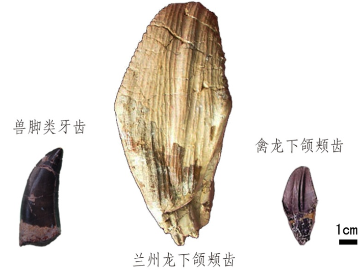 5厘米宽,14厘米长,是世界上已知植食性恐龙中最大的.