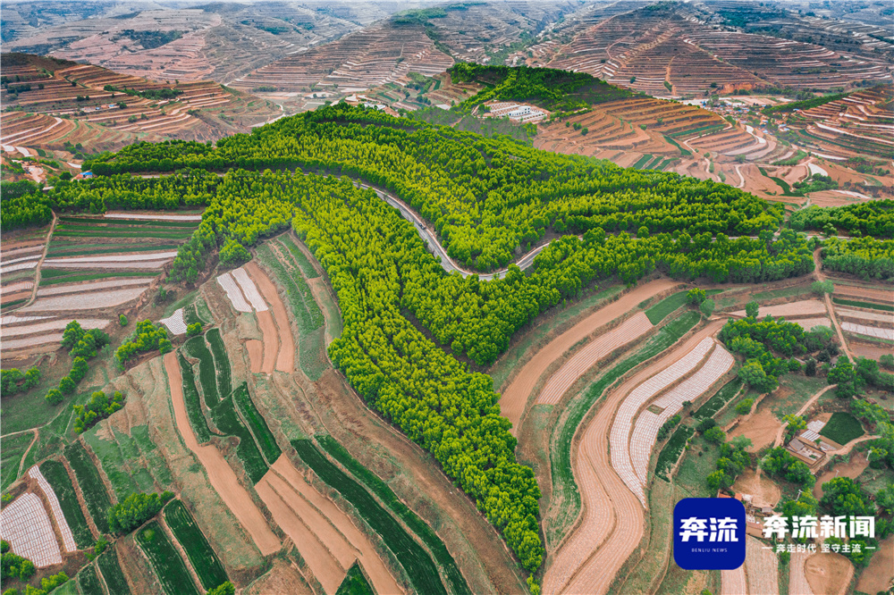 只此青绿·三北工程在甘肃丨华家岭:甘肃版"塞罕坝" - 定西市林业和