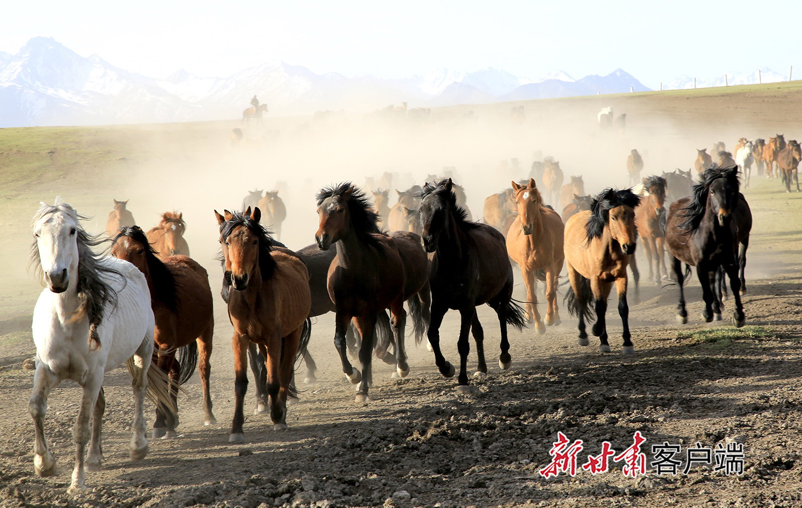山丹马场再现"万马奔腾"壮观场面