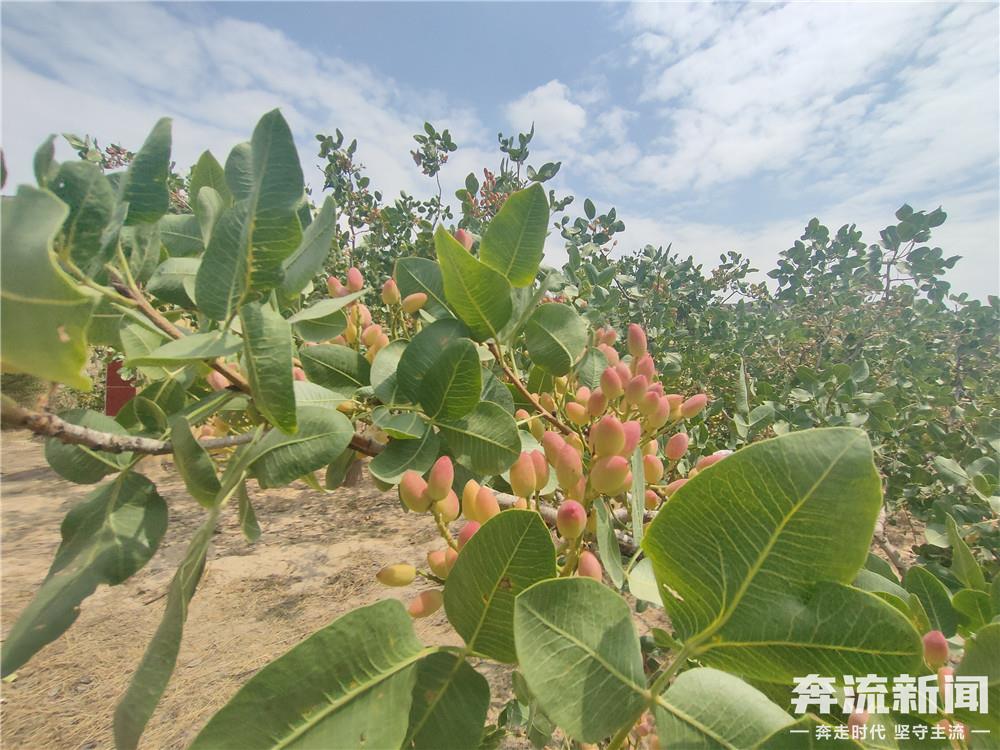 走进种植基地,放眼望去,一排排果树排列整齐,树姿优美,一串串,一簇簇