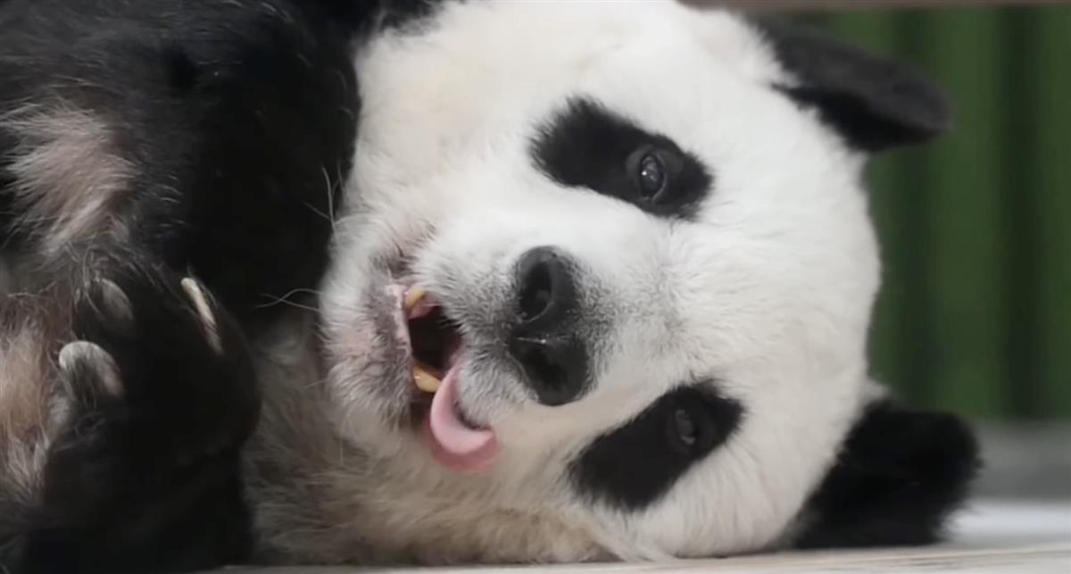 大熊猫"旦旦"在日本神户迎27岁生日,相当于人类80多岁