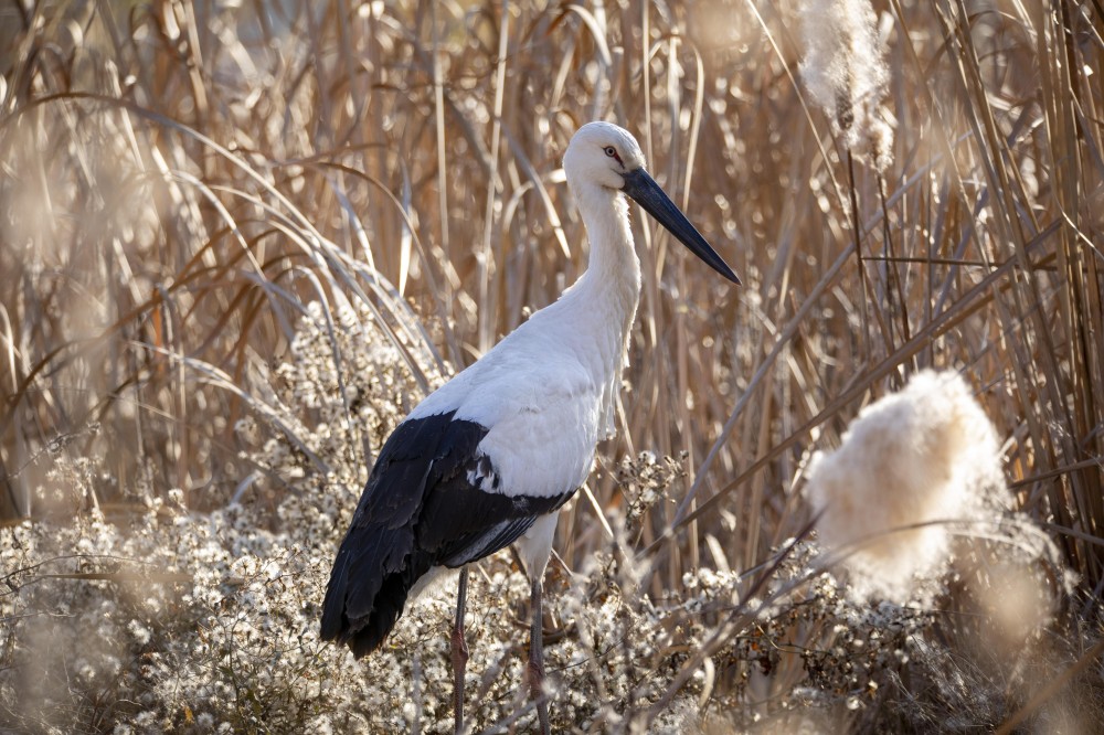 甘肃首次发现鸟中国宝东方白鹳